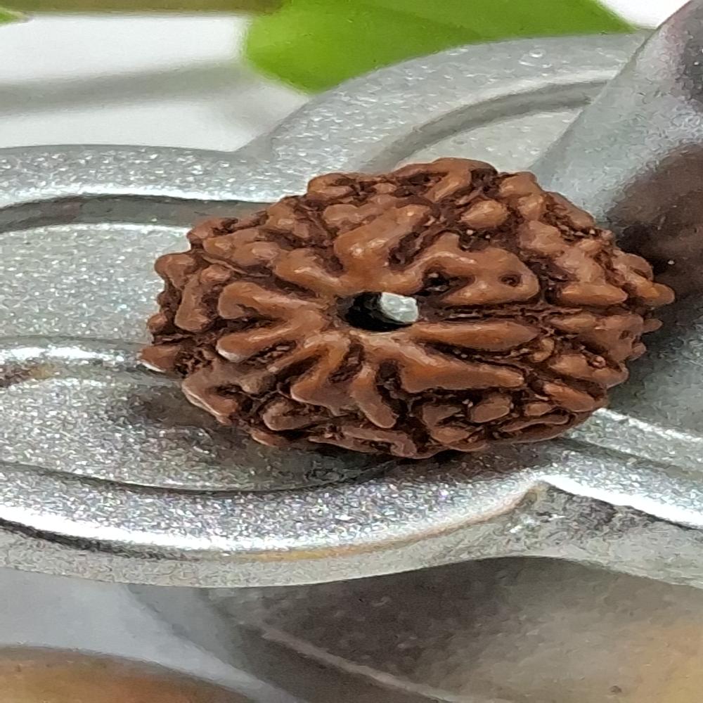 8 mukhi indonasian Rudraksha Natural