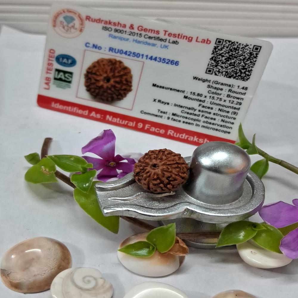 9 mukhi indonasian Rudraksha Natural