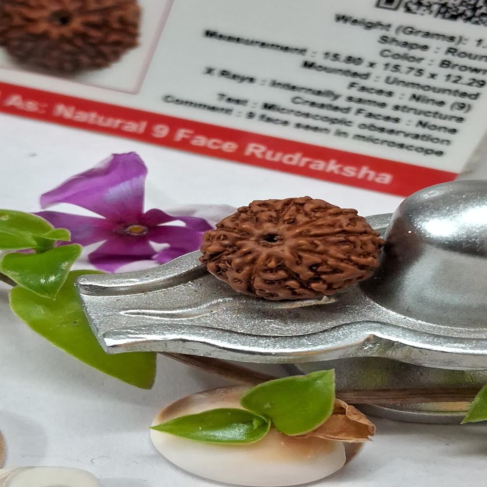 9 mukhi indonasian Rudraksha Natural