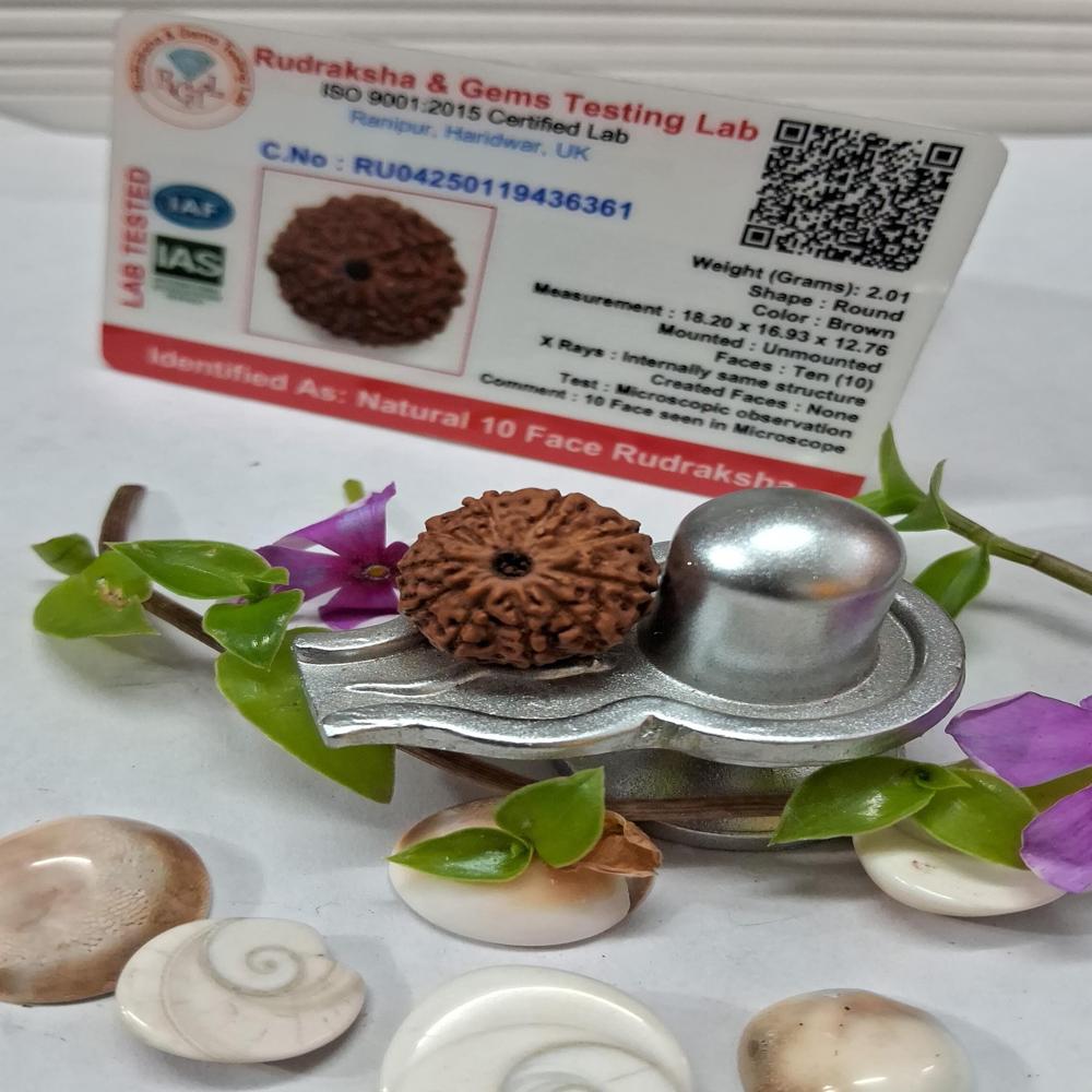 10 mukhi indonasian Rudraksha Natural