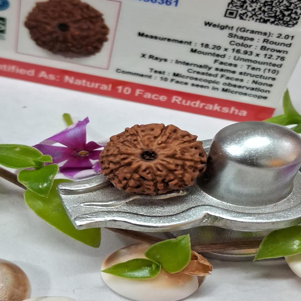 10 mukhi indonasian Rudraksha Natural