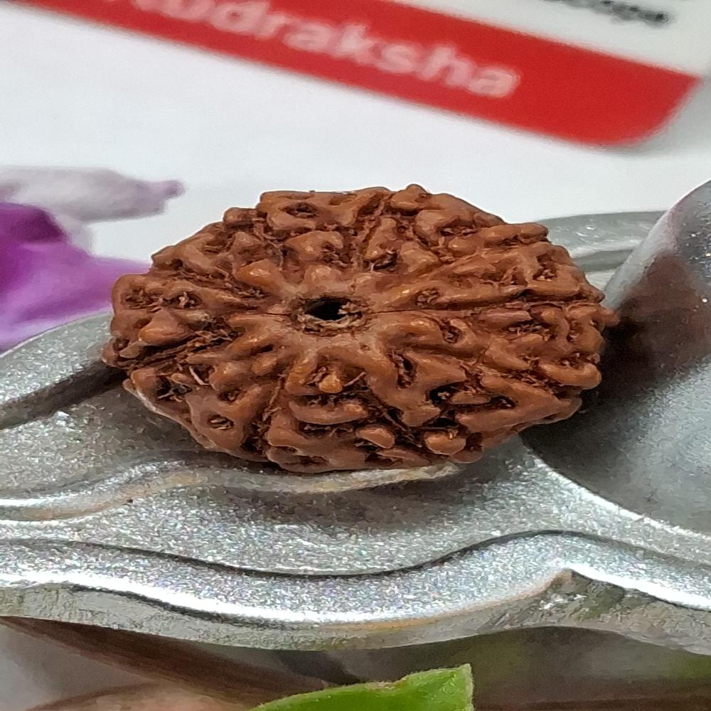 10 mukhi indonasian Rudraksha Natural