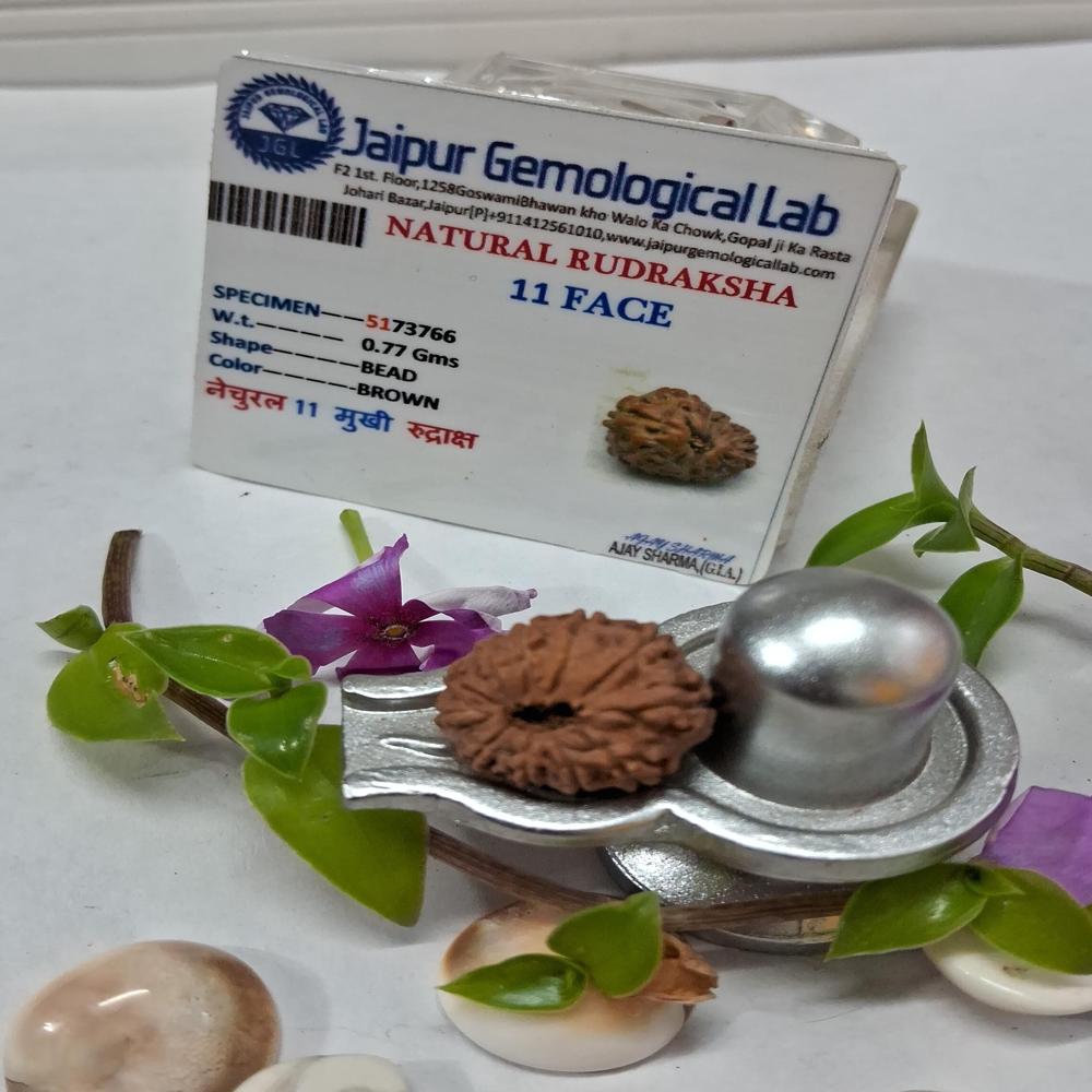 11 mukhi indonasian Rudraksha Natural