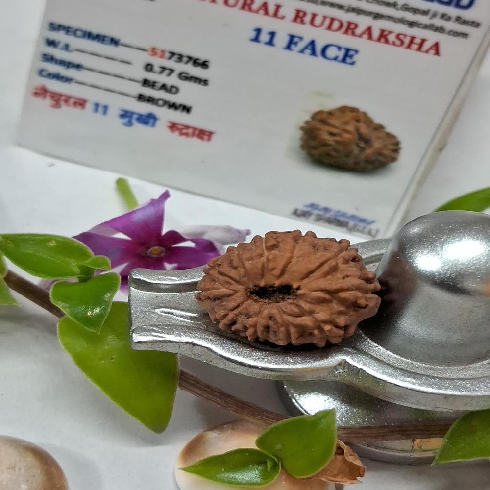 11 mukhi indonasian Rudraksha Natural