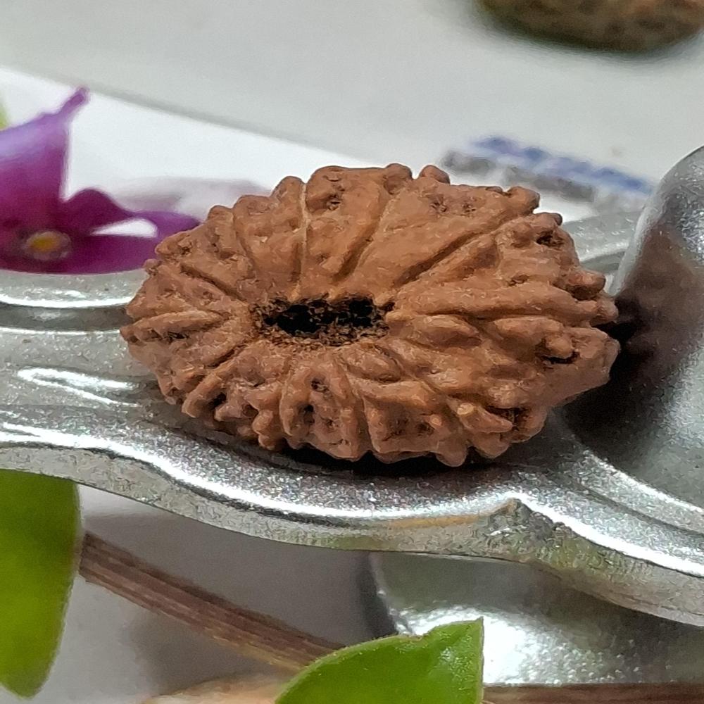11 mukhi indonasian Rudraksha Natural