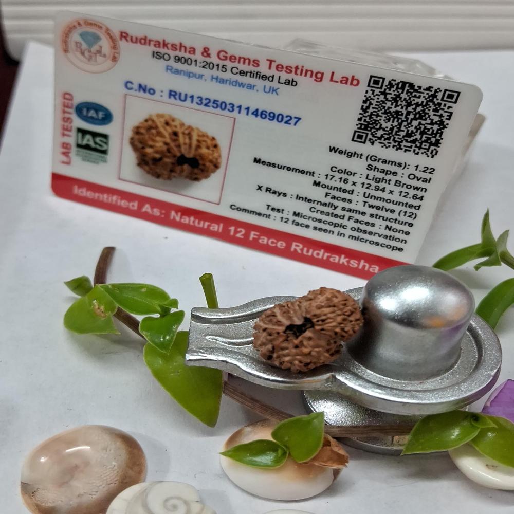 12 mukhi indonasian Rudraksha Natural