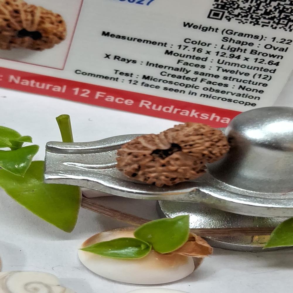 12 mukhi indonasian Rudraksha Natural