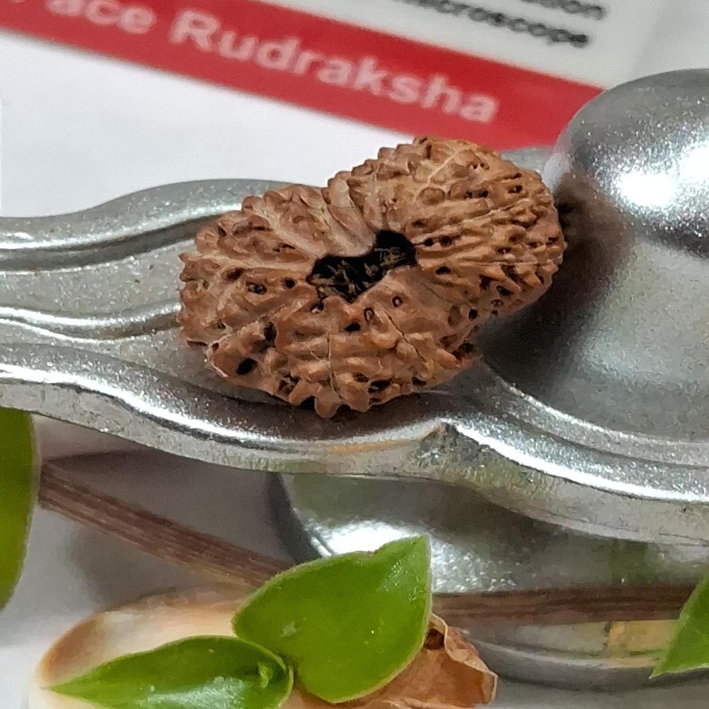 12 mukhi indonasian Rudraksha Natural