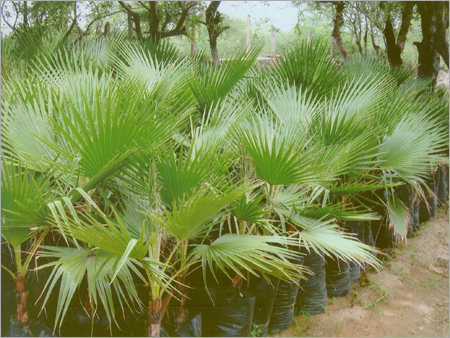 वाशिंगटनिया रोबस्टा