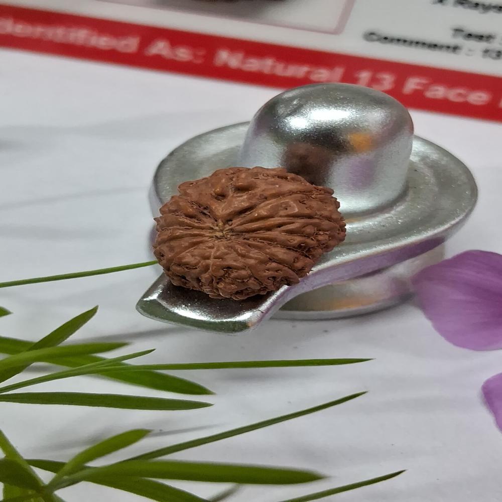 13 mukhi indonasian Rudraksha Natural