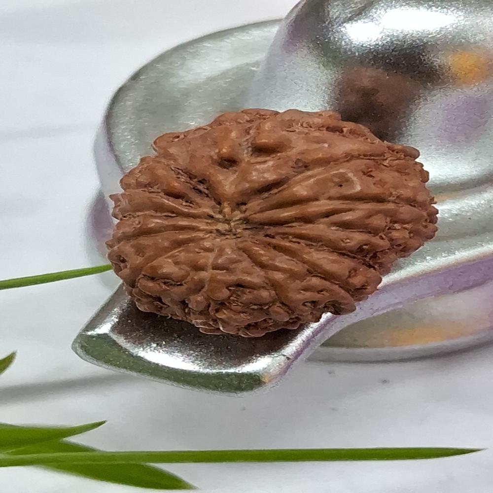 13 mukhi indonasian Rudraksha Natural