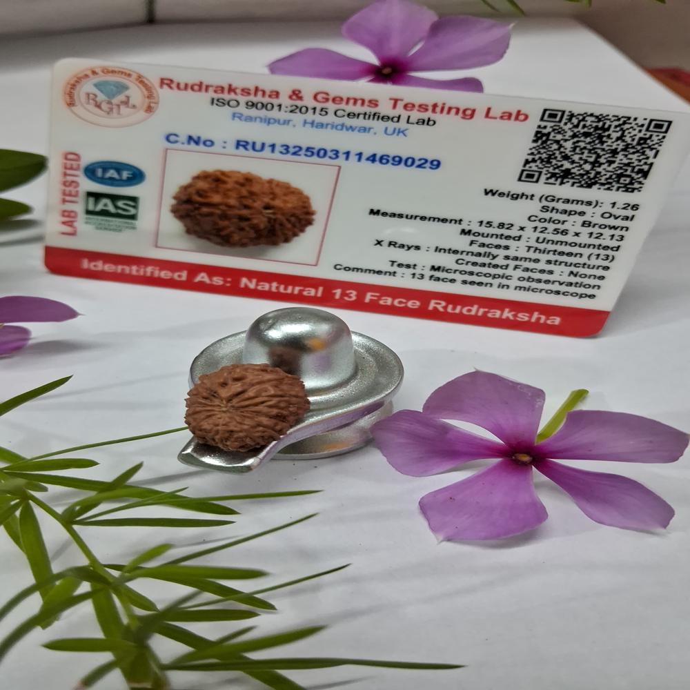 14 mukhi indonasian Rudraksha Natural