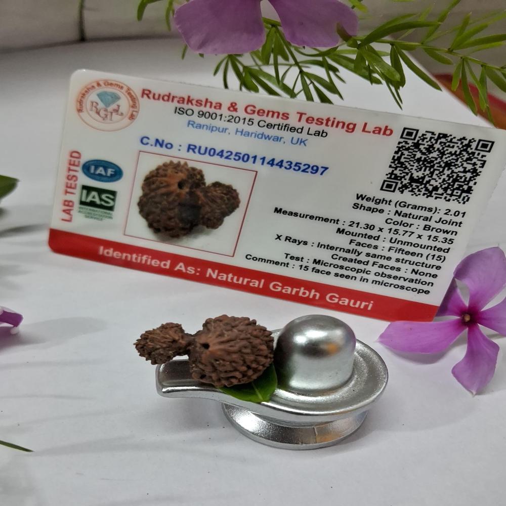 Garbh Gauri indonasian Rudraksha Natural