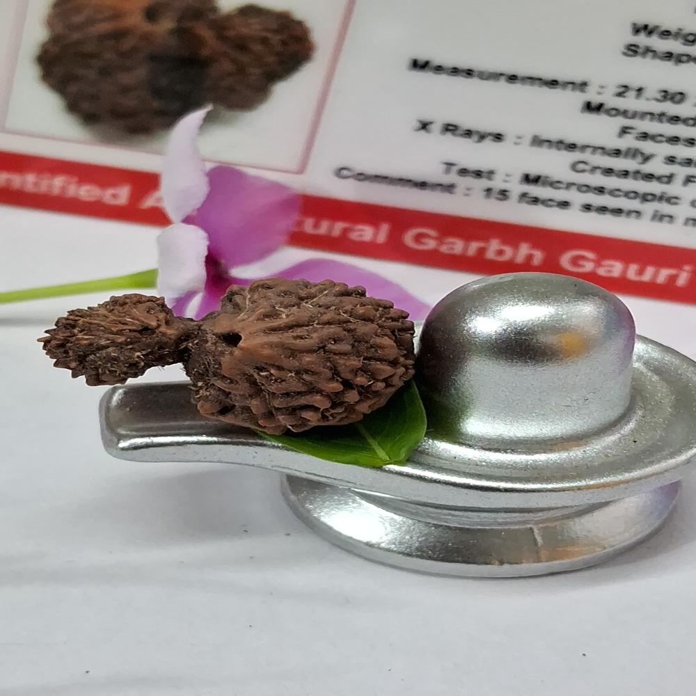 Garbh Gauri indonasian Rudraksha Natural
