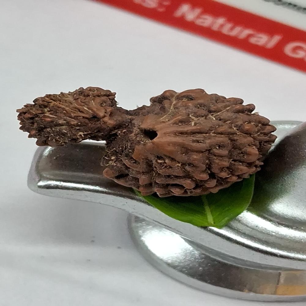 Garbh Gauri indonasian Rudraksha Natural