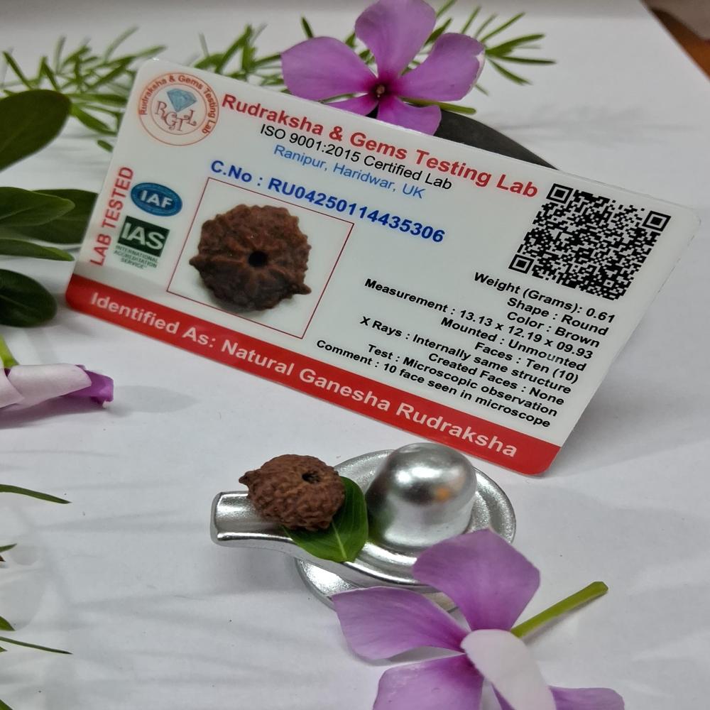 Ganesha indonasian Rudraksha Natural