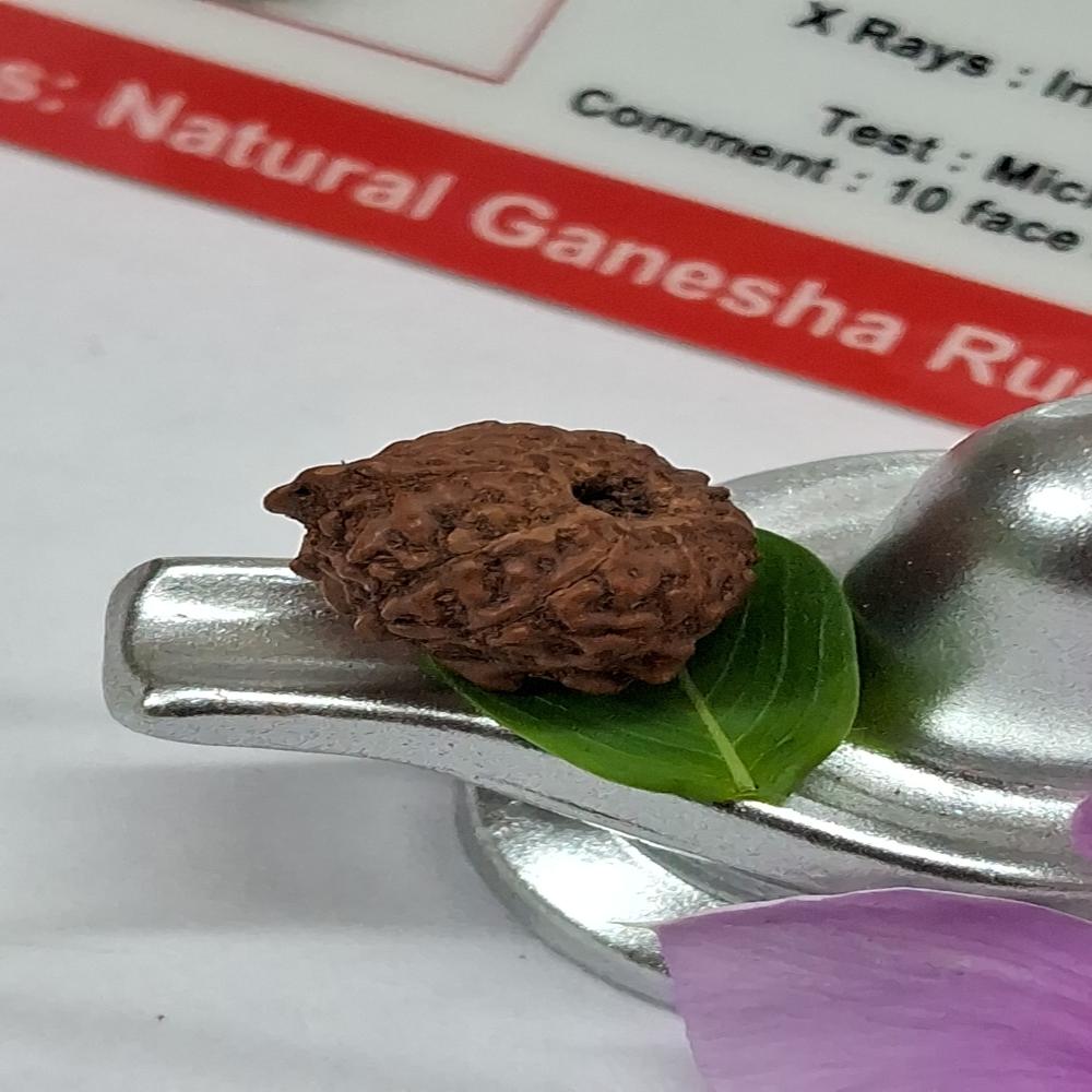 Ganesha indonasian Rudraksha Natural
