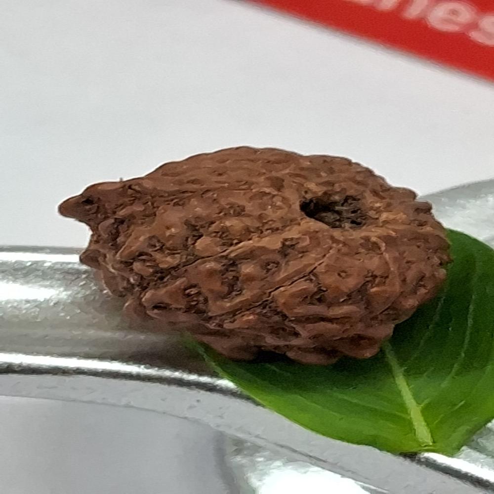 Ganesha indonasian Rudraksha Natural