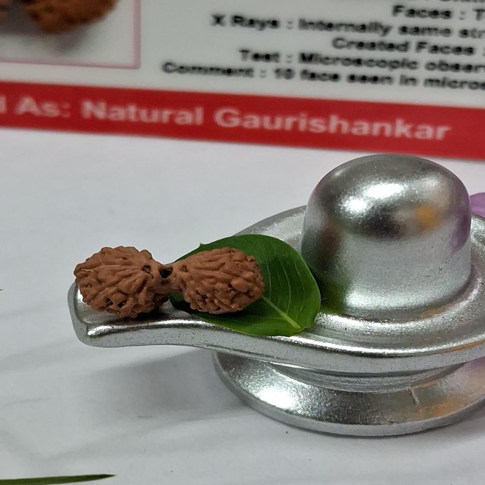 Gauri Shankar indonasian Rudraksha Natural