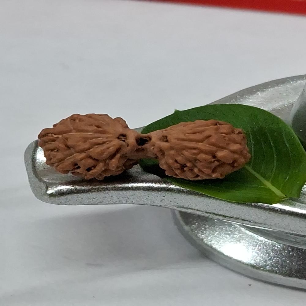 Gauri Shankar indonasian Rudraksha Natural