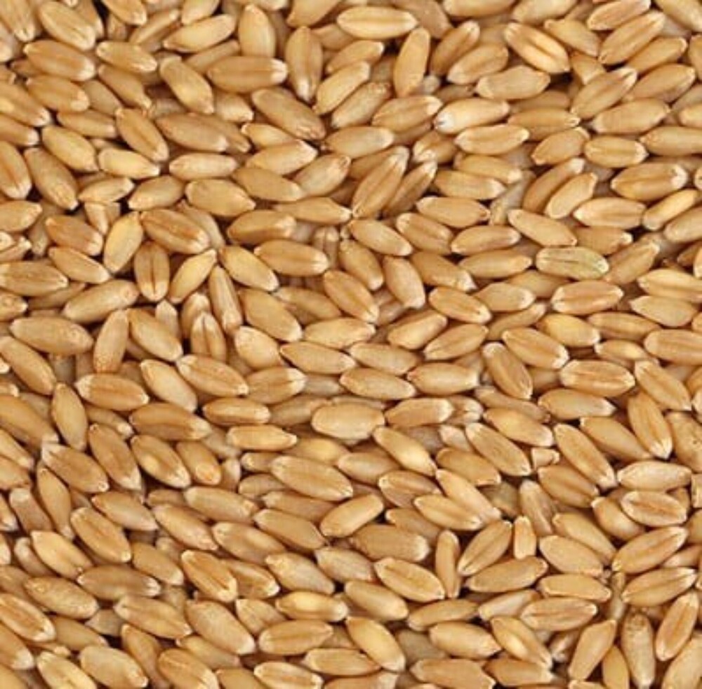 Wheat Grain - Admixture (%): No