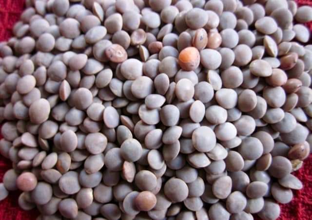 Masoor Dal - Small Lens Shape, Orange Color | High Protein, Rich Fiber, Quick Cooking, Versatile Use, Low Moisture Content