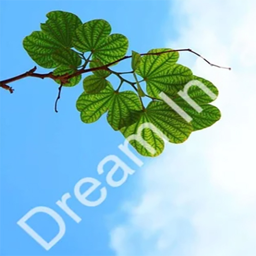Classic Stretch Ceiling Service By Dream Infra