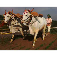 Bullock Cart Sculpture - Color: White