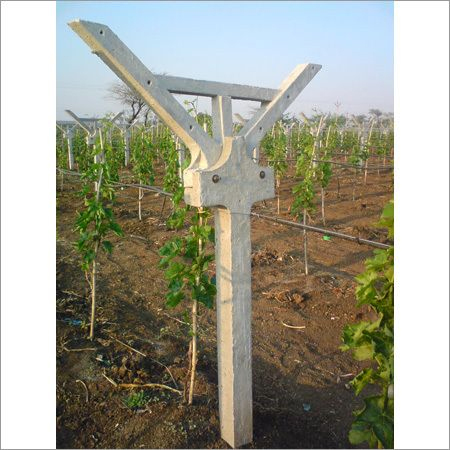 Cement Pole For Grapes Farm - Feature: High Quality