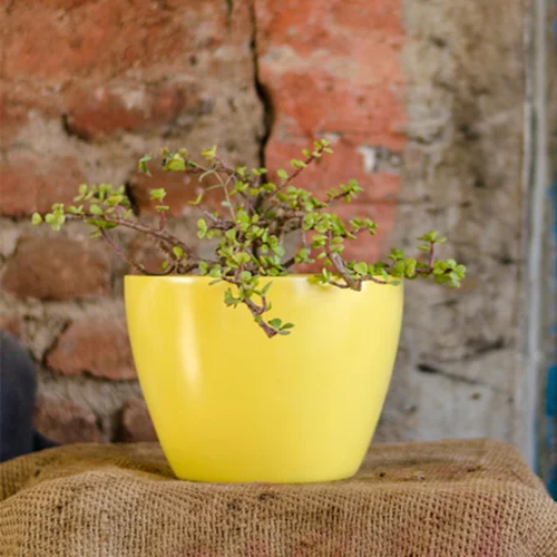 Yellow FRP Garden Planter
