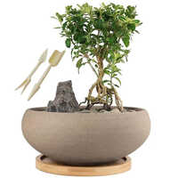 Bonsai Pot - Color: Grey