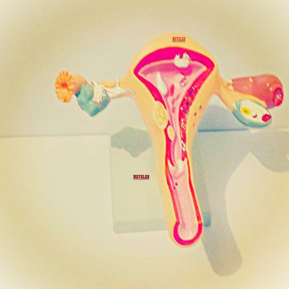 Female uterus overy model