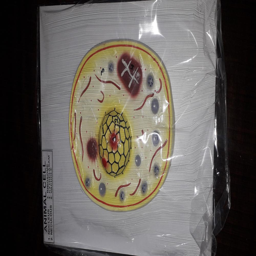 Animal Cell Model - Color: Mix