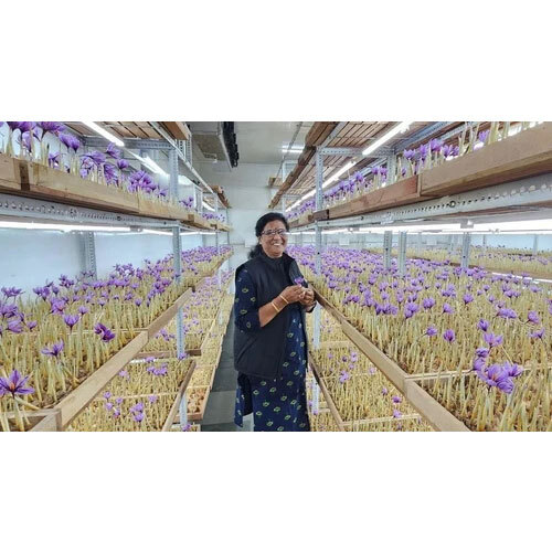 Saffron Growing Chamber Services