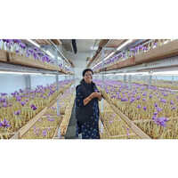 Saffron Growing Chamber Services