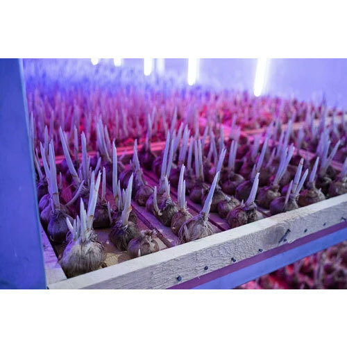 Saffron Growing Chamber Services