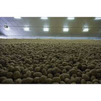 Potato Cold Storage Services
