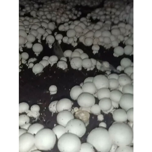 Mushroom Farming Service