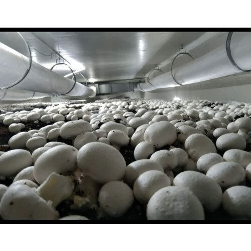 Mushroom Farming Service
