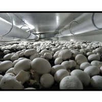 Mushroom Farming Service
