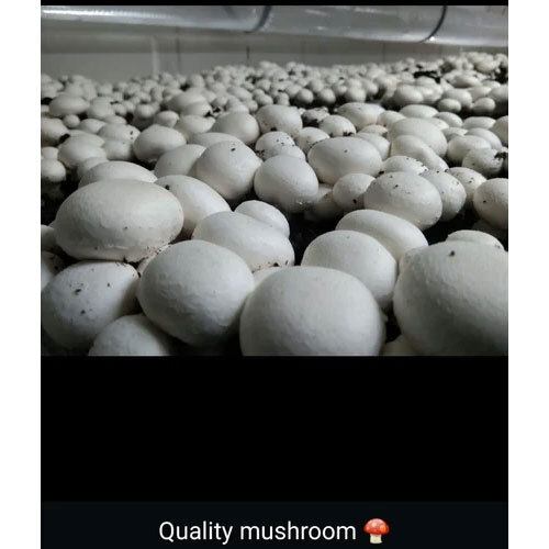 Mushroom Farming Service