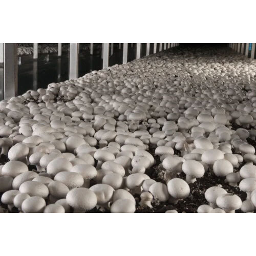 Mushroom Cultivation Training Services