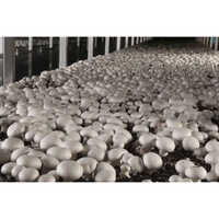 Mushroom Cultivation Training Services