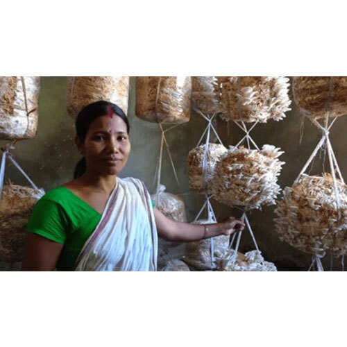 Mushroom Cultivation Training Services