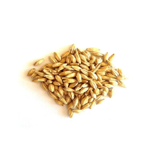Yellow Organic Barley Grain