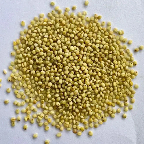 Organic Browntop Millet