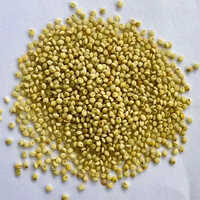 Organic Browntop Millet - Color: Green