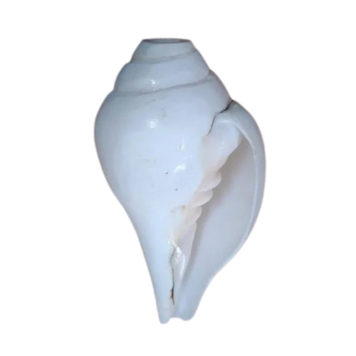 Premium Quality Eadampuri Shankh