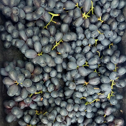 Fresh Black Grapes