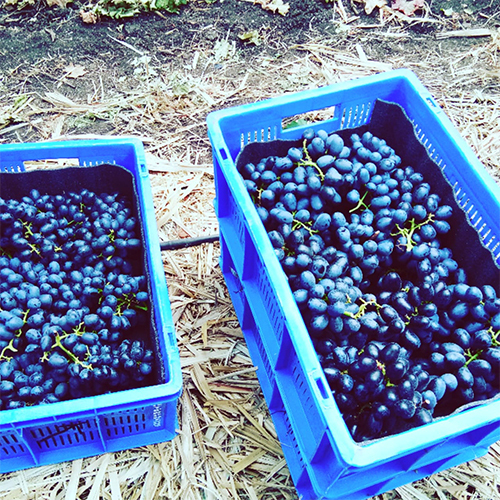 Fresh Black Grapes - Cultivation Type: Common